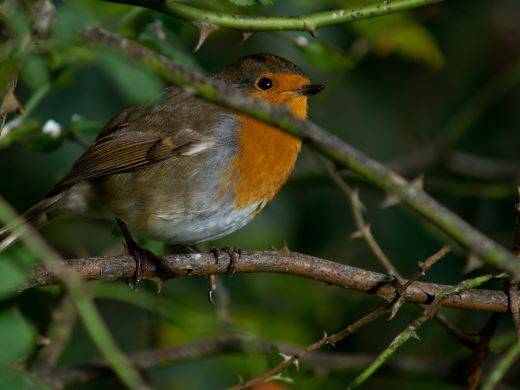 robin in tree